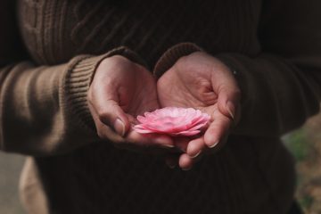 A pair of hands holding a pink flower