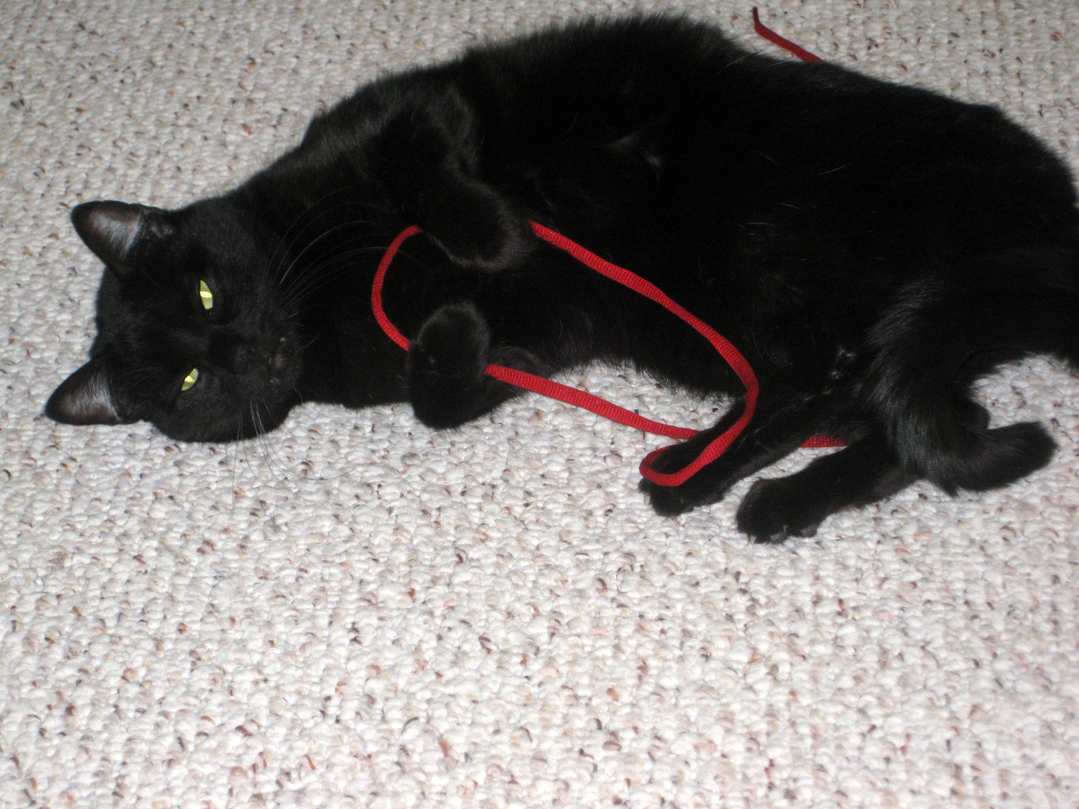A black cat playing with red yarn