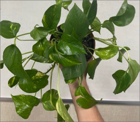 A side view of the Golden Pothos plant.